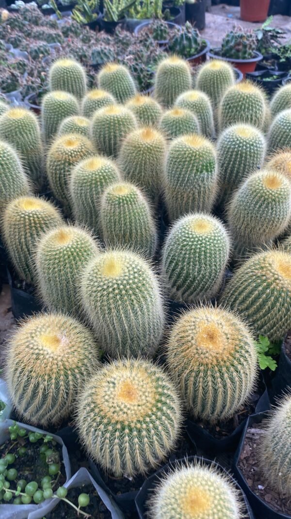 Lemon cactus