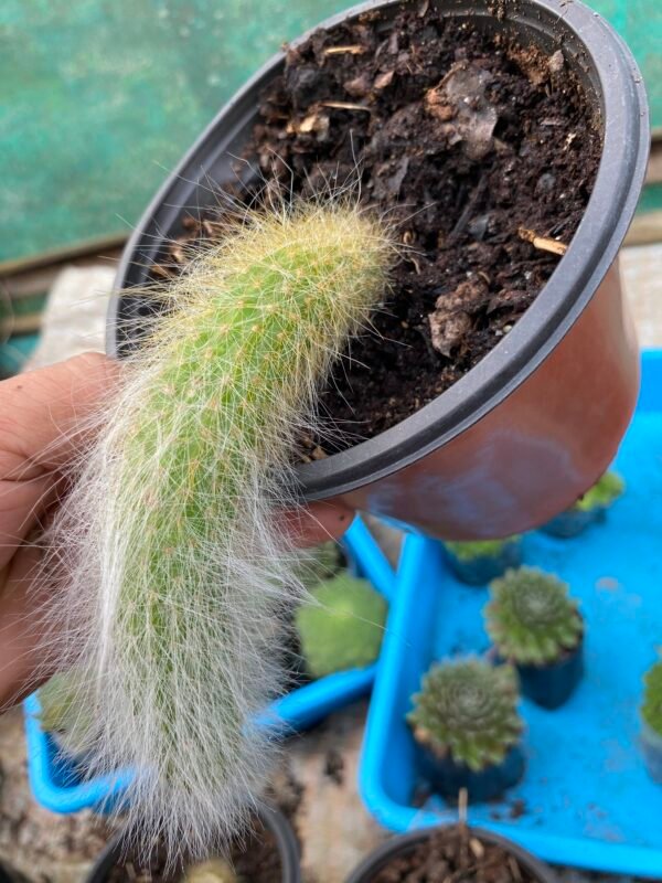 Monkey tail cactus (8inch)