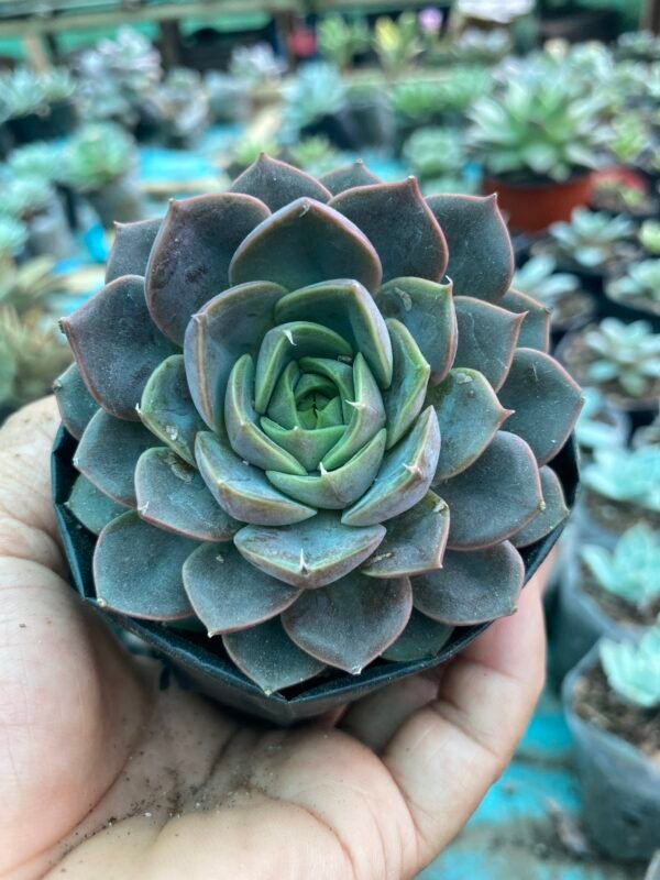 Chocolate echeveria
