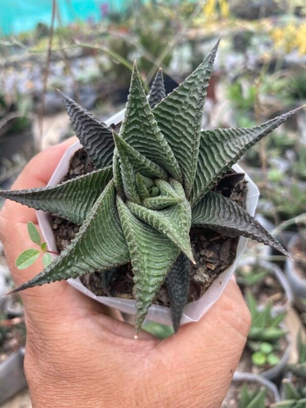 Haworthia round