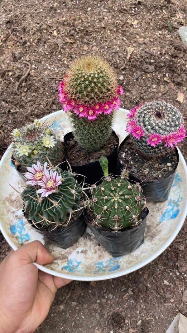 Combo of cactus