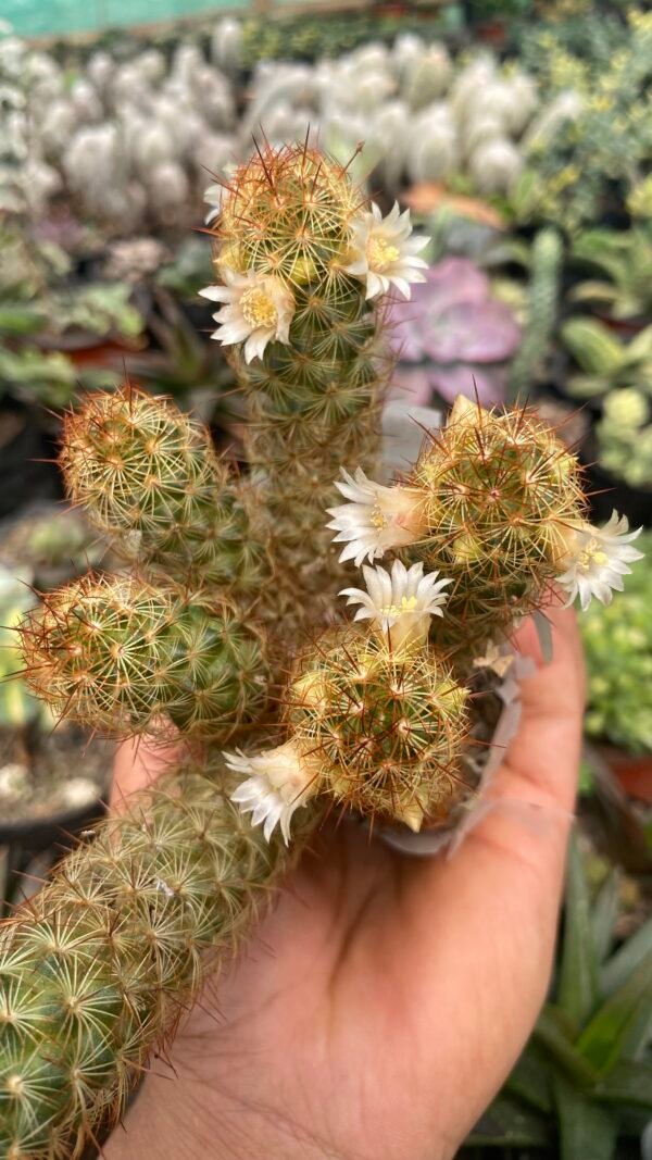 Copper king cactus 🌵