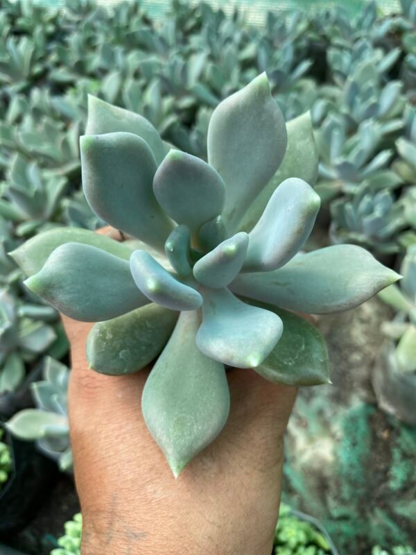 Pointed echeveria white