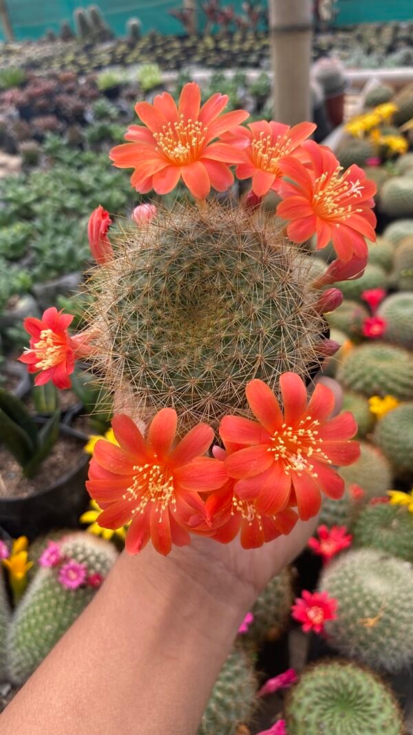Rebutia cactus