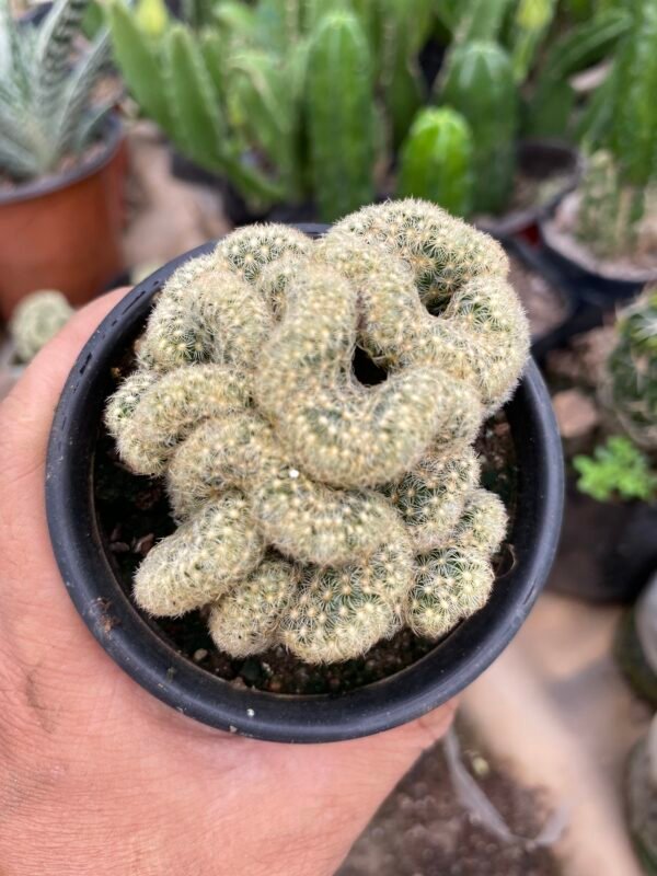 Brain cactus cristed