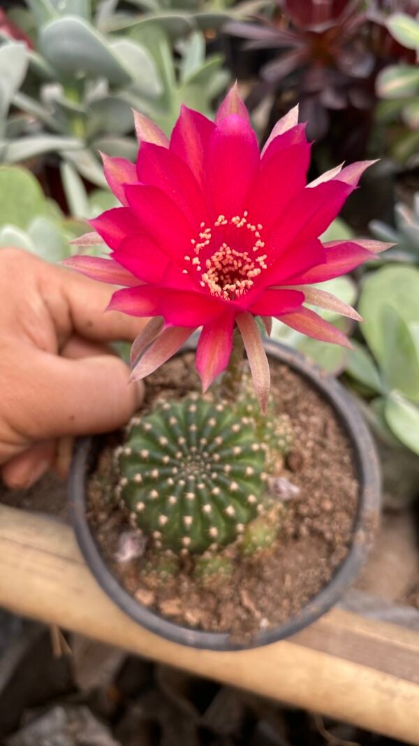 Red flowering cactus
