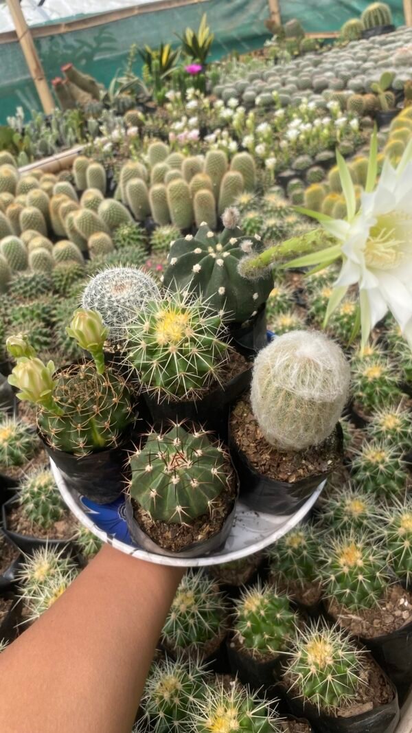 Combo of 6 cactus