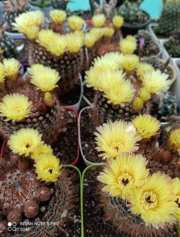Noto cactus