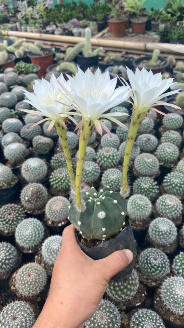 Easter cactus