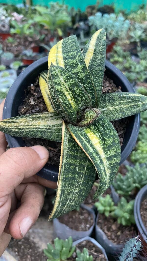 Rare Gastria