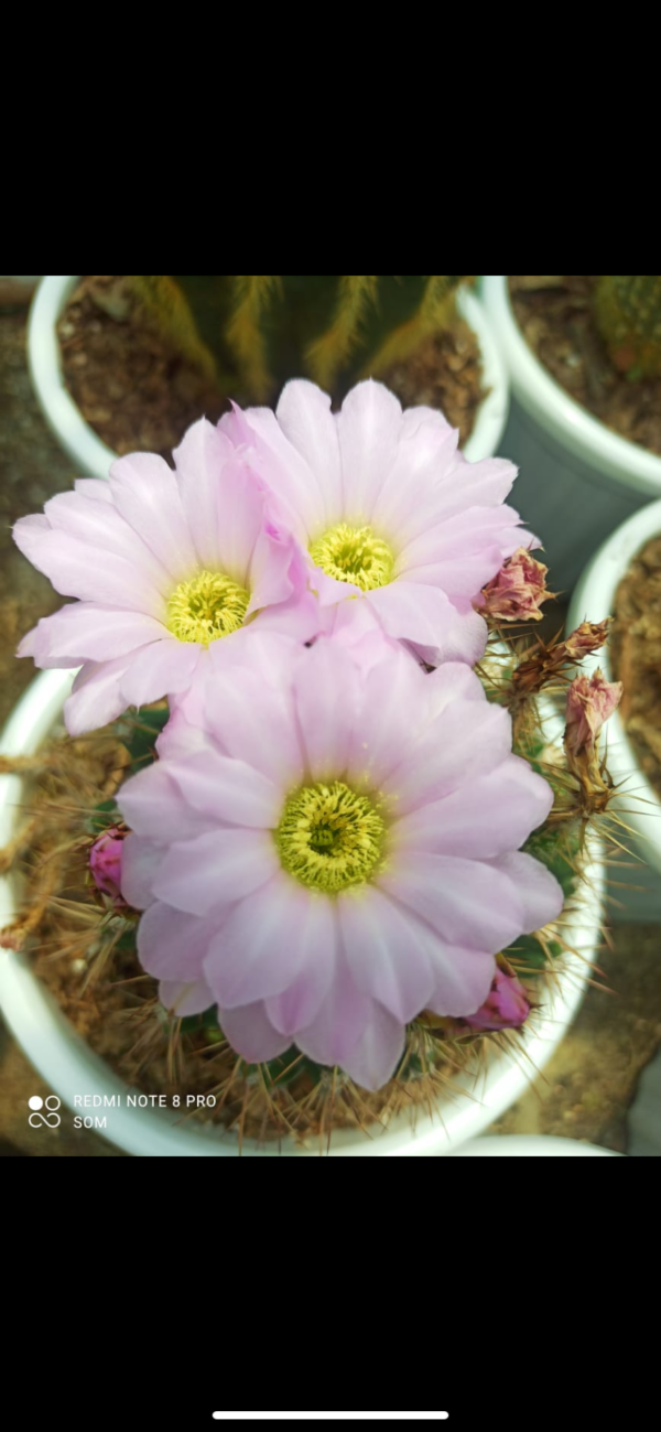 Noto pink flowering cactus
