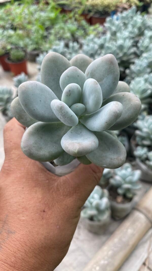 Moon stone