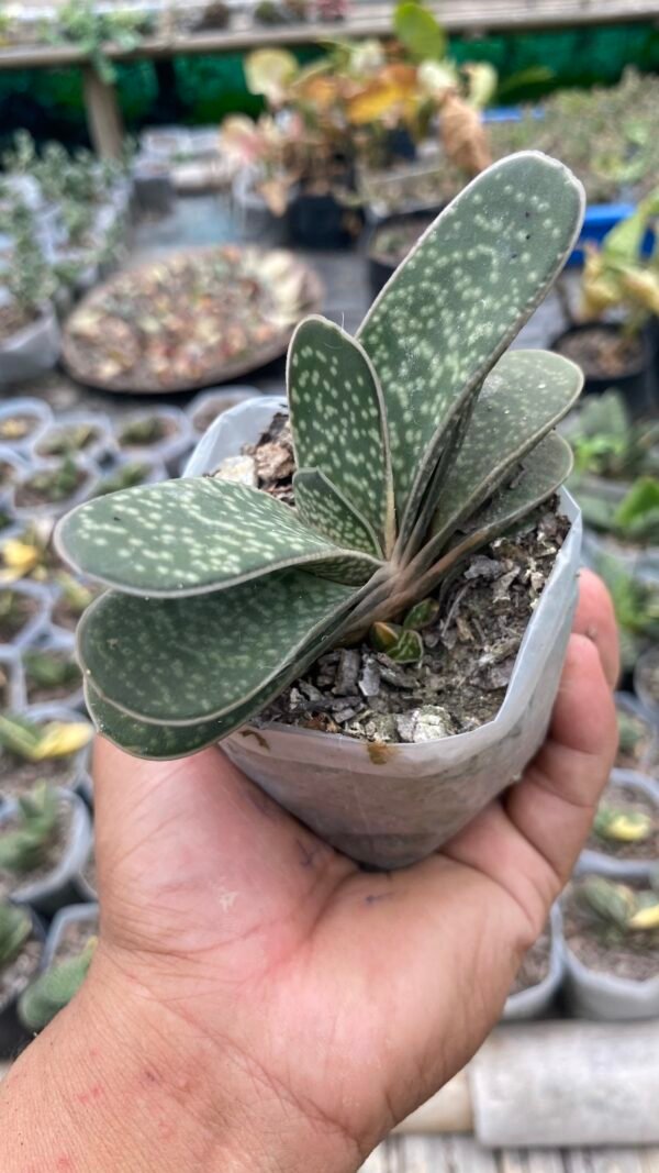 Gastria