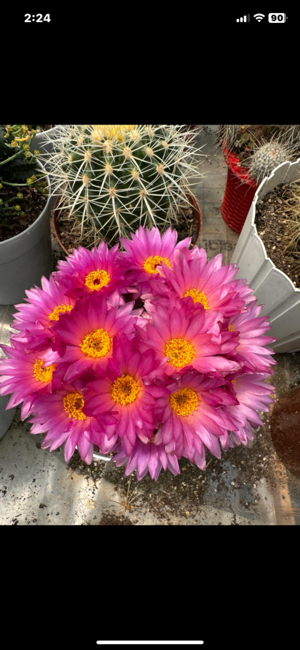 Blue Niro Noto cactus
