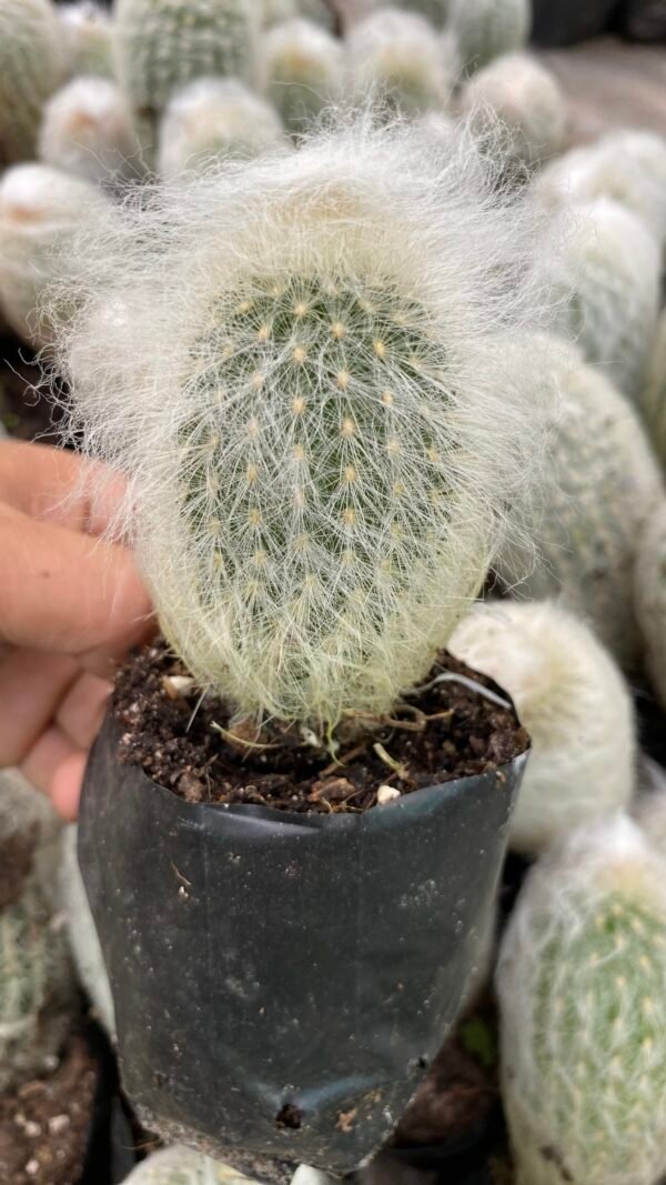Old man cactus