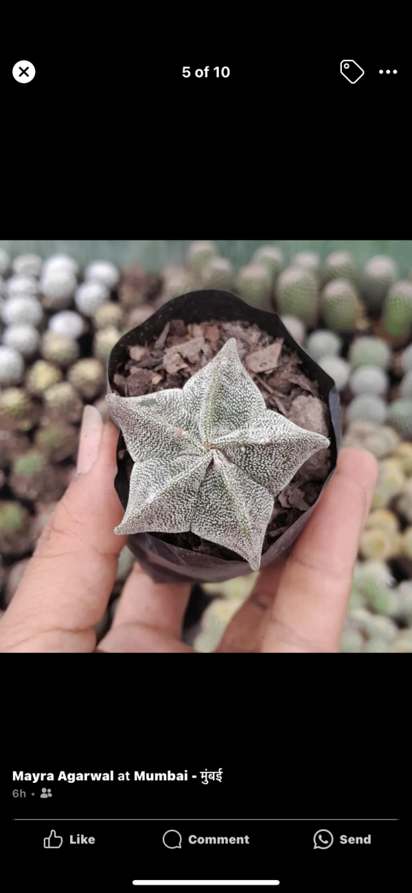 Astrophytum
