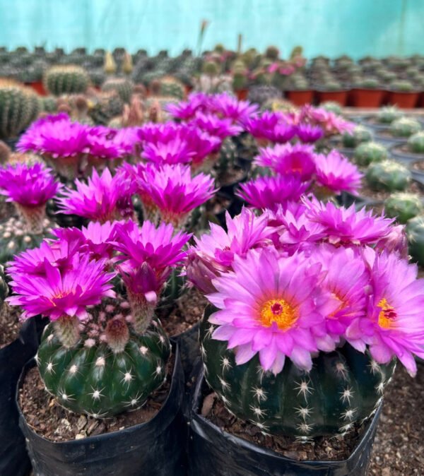 Noto cactus imported