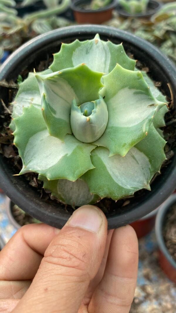 Agave