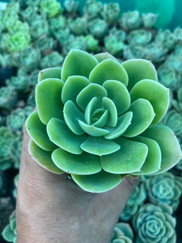 New echeveria