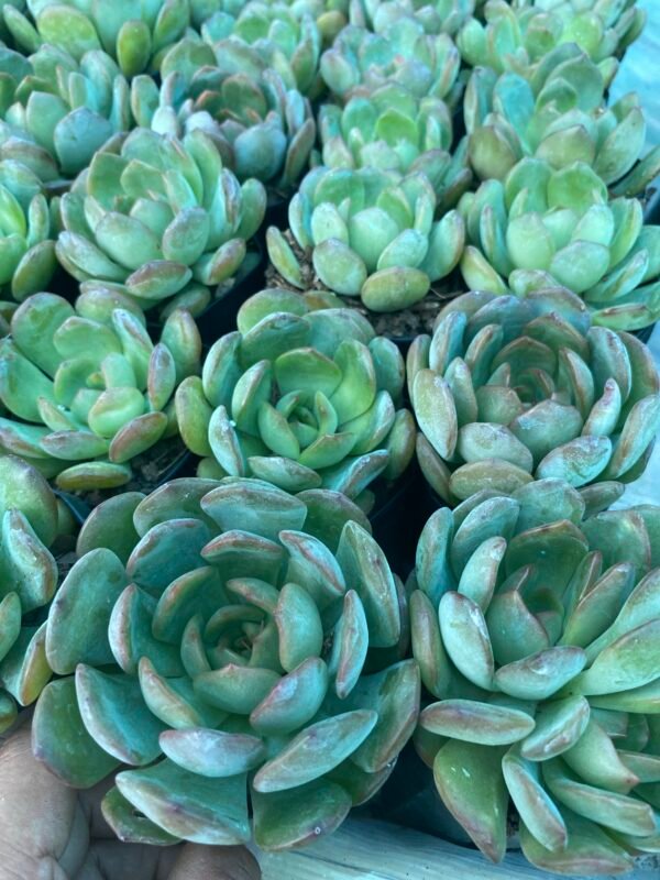 Echeveria new curv