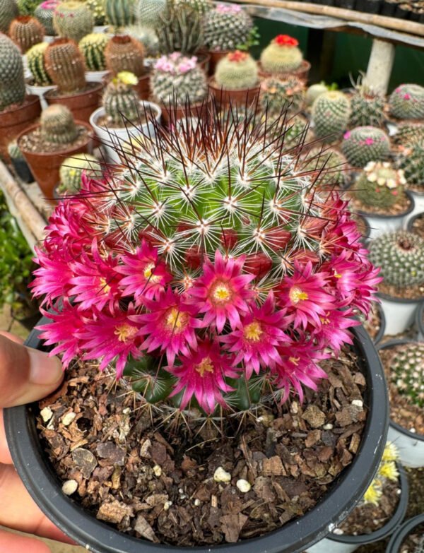 Noto cactus