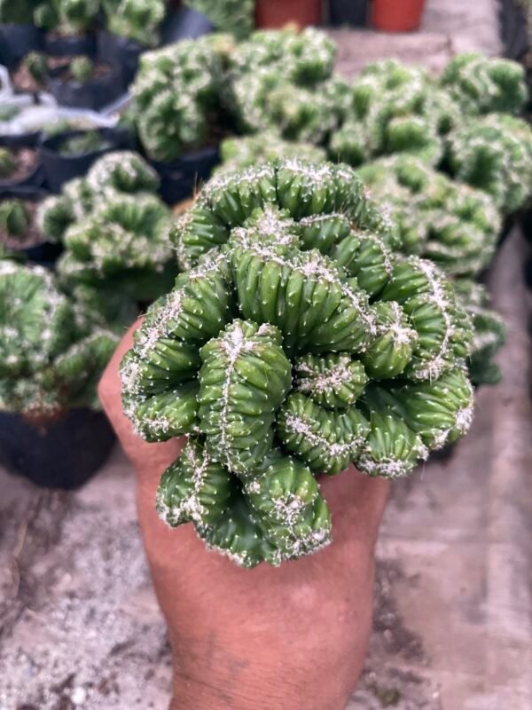 Crested cactus