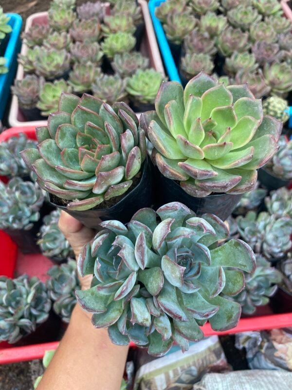 Combo of 3 colourful echeveria