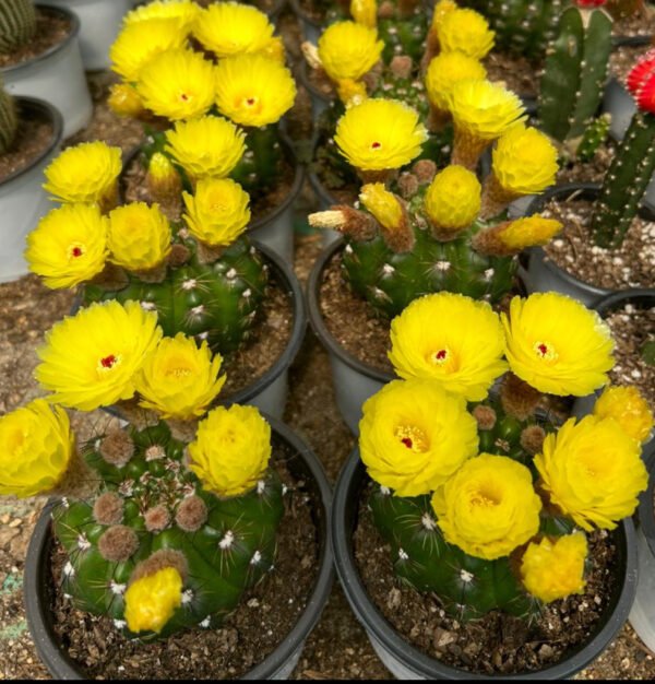 Yellow flowering Noto cactus