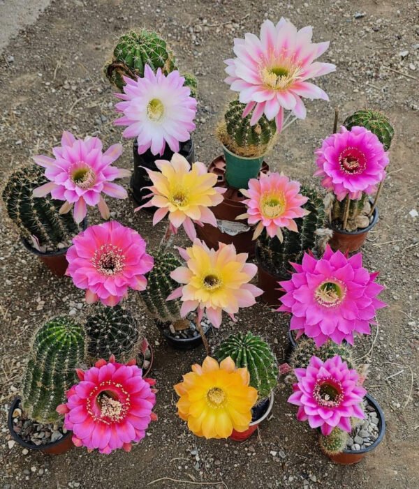 Mixed flowering Noto cactus