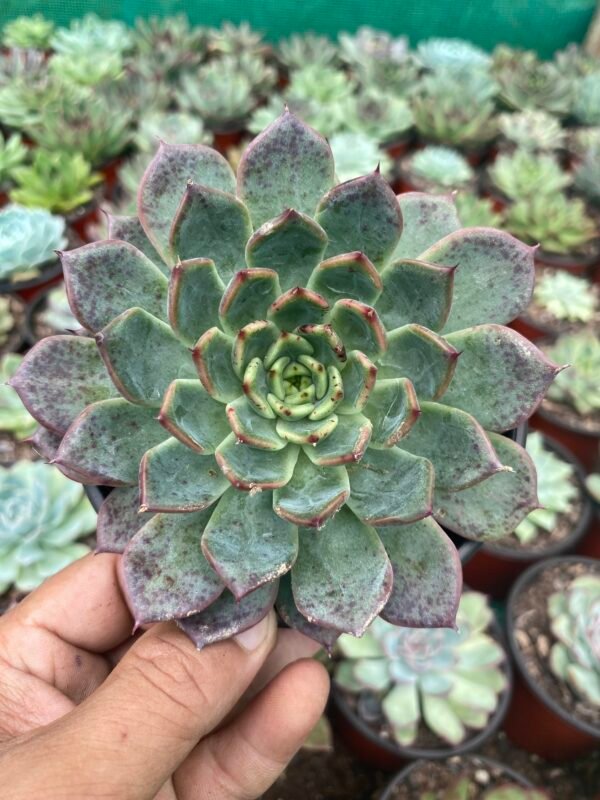 Colourful echeveria