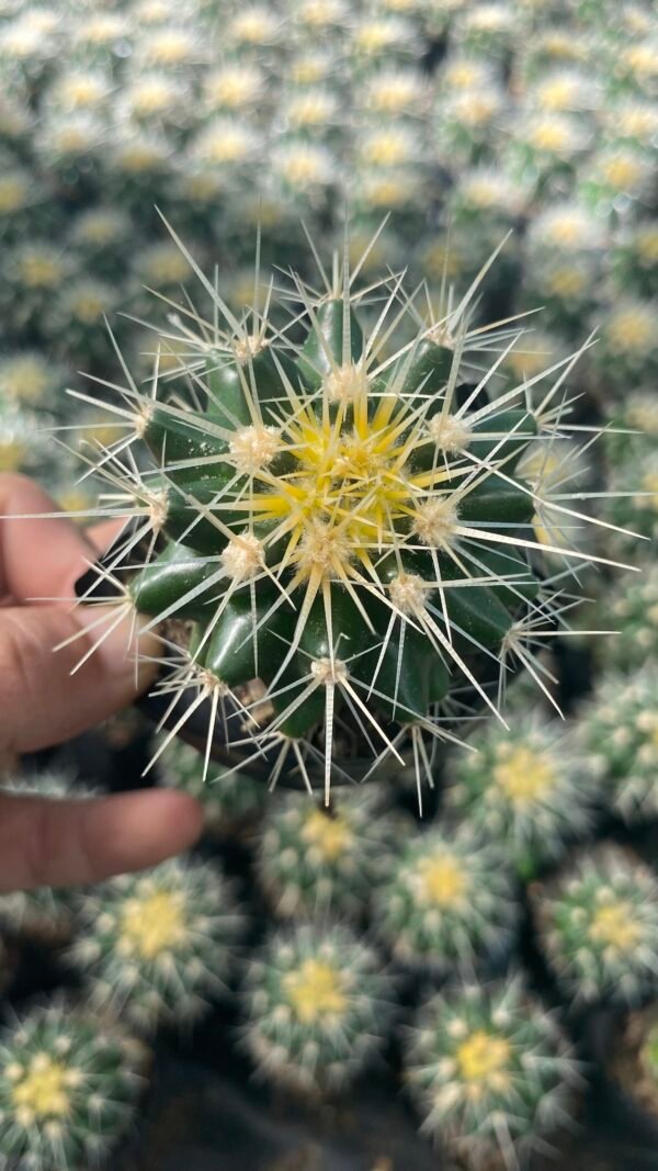 Golden barrel cactus 🌵