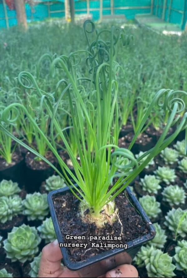 Albuca spiralis