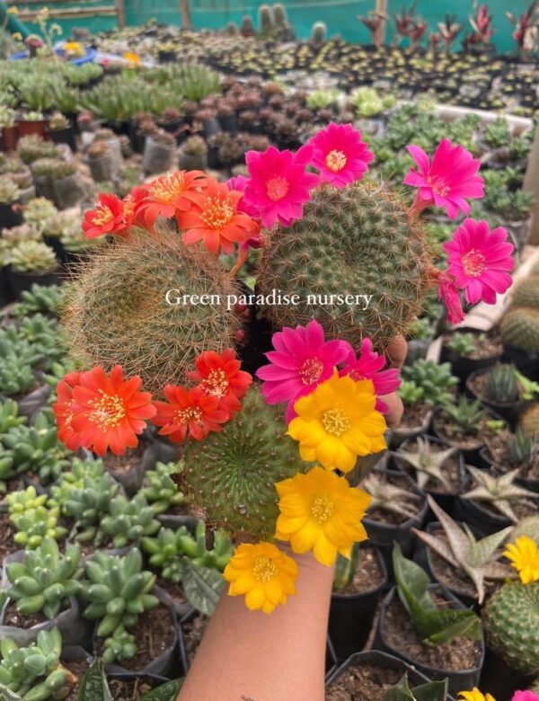 Combo of 3 rebuta cactus