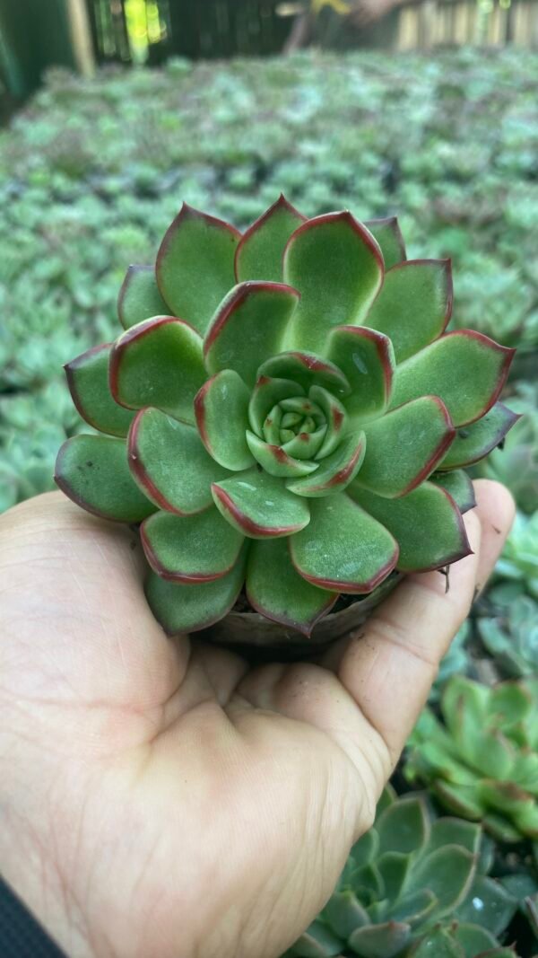 New red rubra