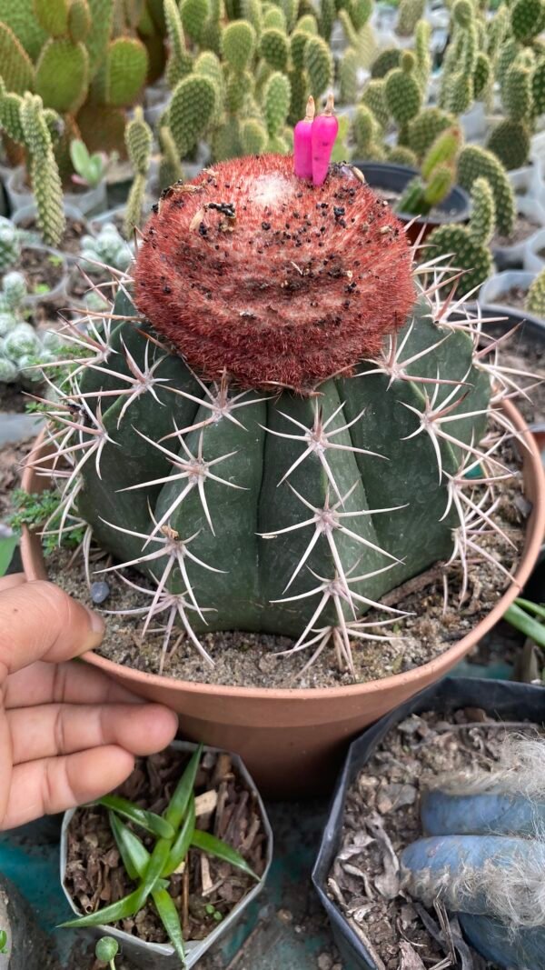 Mello cactus ( small size )