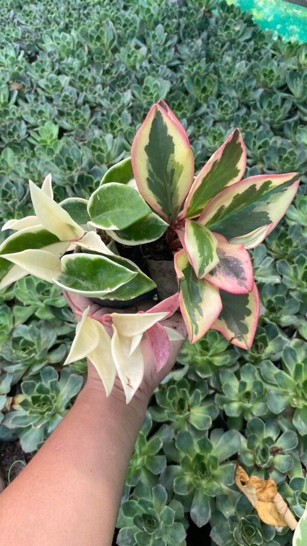 Combo of two beautiful plants