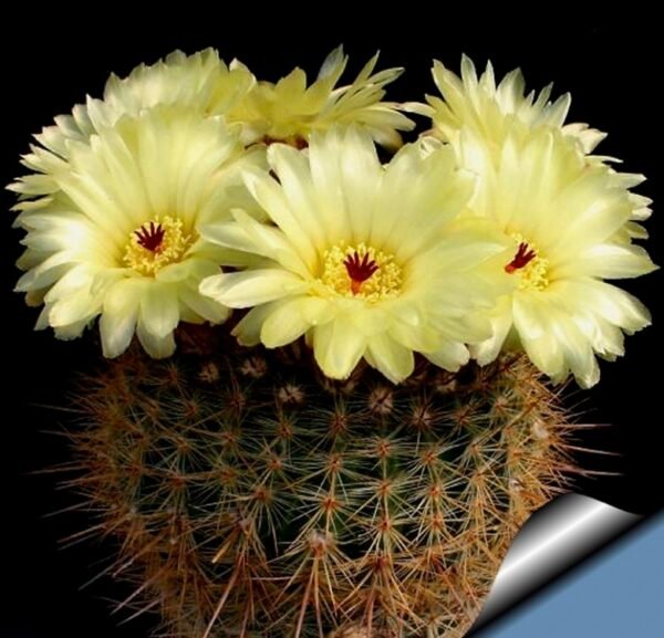 Noto red cactus