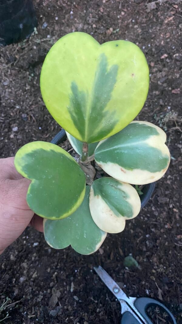 Hoya Kerri