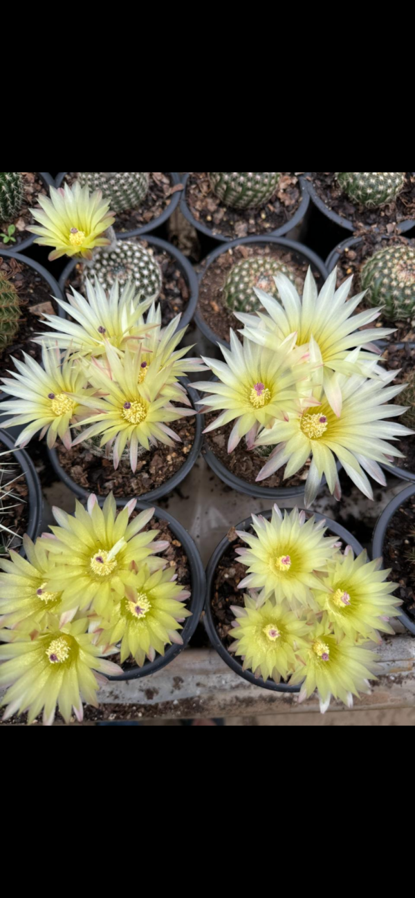 Noto cactus (medium size)