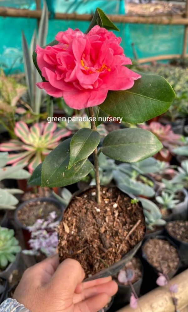 Camellia flowers 🪴