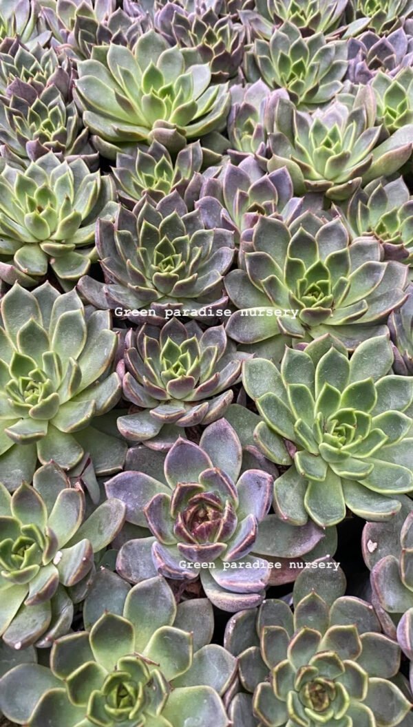 Red colourful echeveria