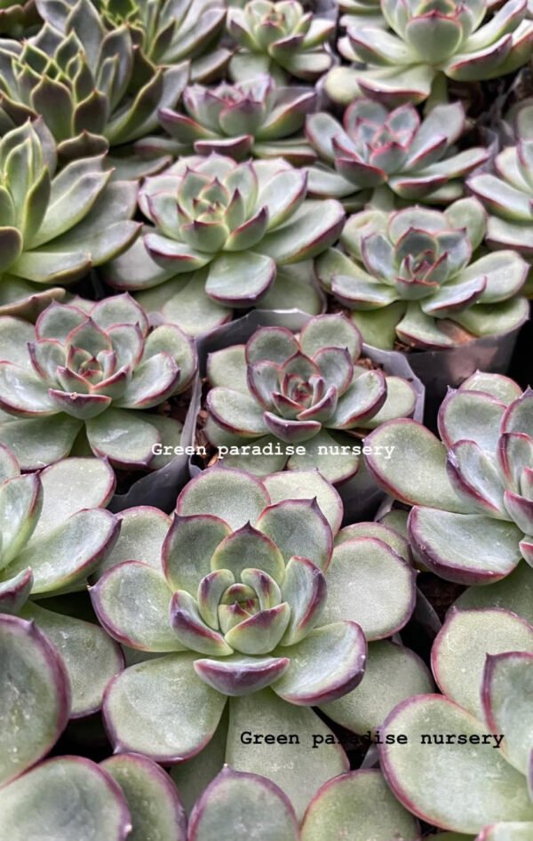 Korean echeveria