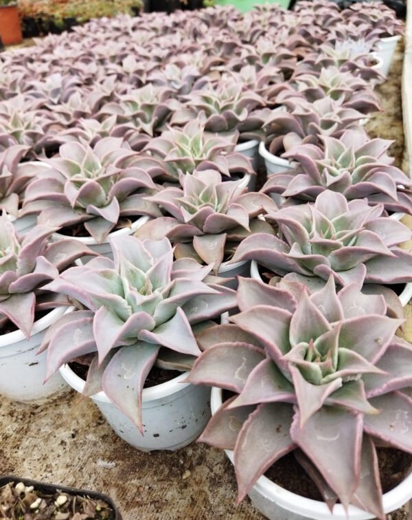 Pink curved echeveria