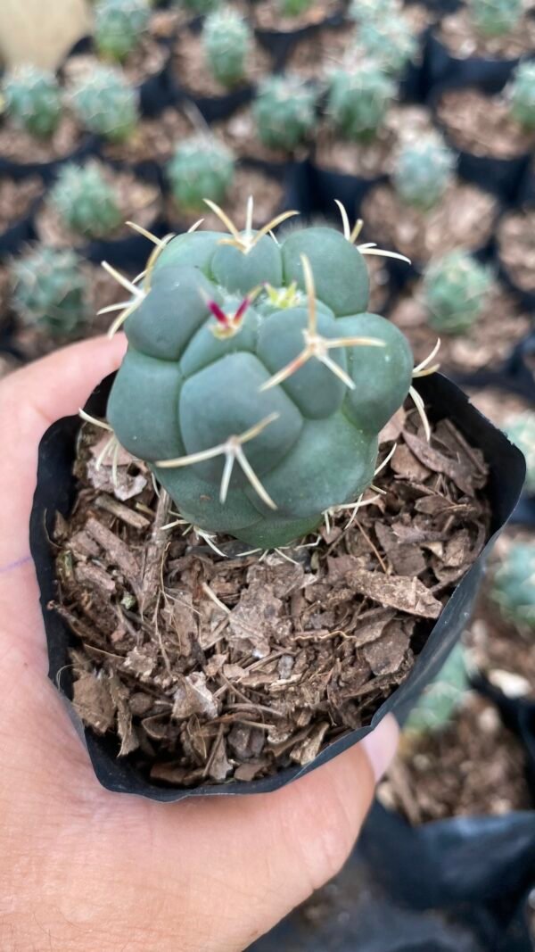 Thelocactus  rare species