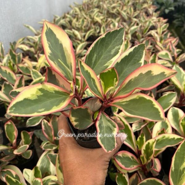 Peperomia clusiifolia