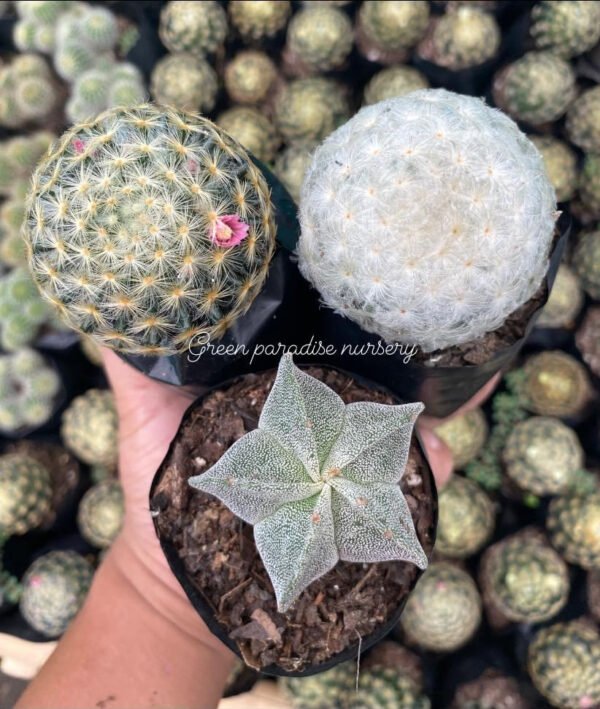 Combo of 3 rare cactus