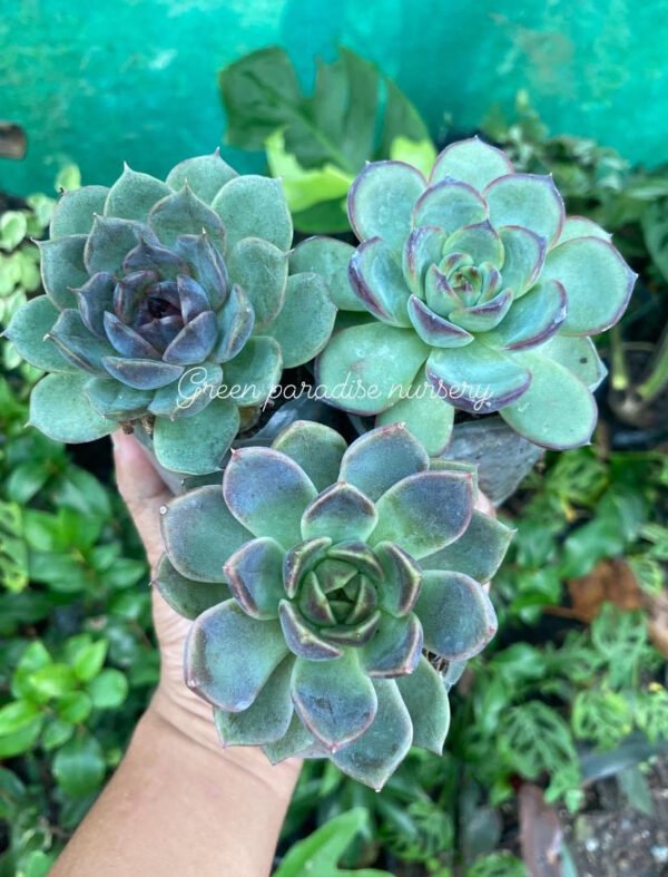 Combo of 3 colourful echeveria
