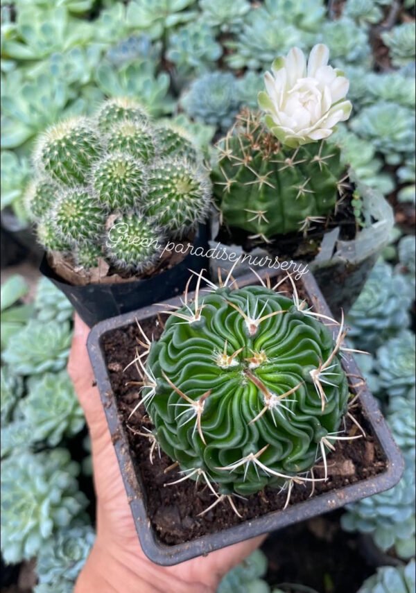 Combo of 3 cactus