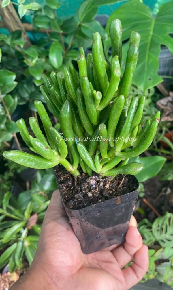 Fingers crasulla (send with some soil on roots )
