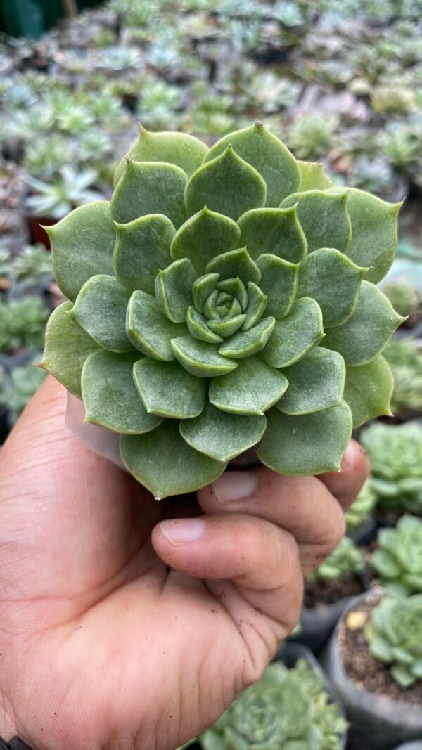 New purpusorom echeveria